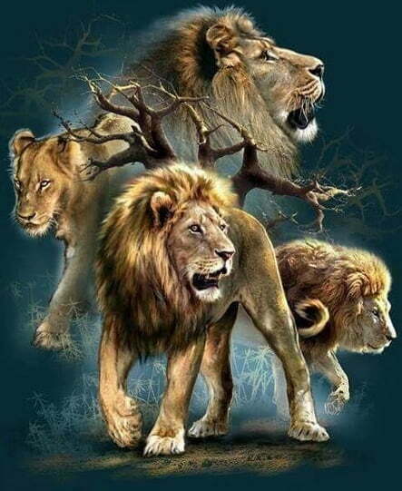 G2238- 53cm x 63cm Canvas Size